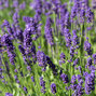 4250289_lavandula_hidcote_blue_04