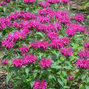 5212792_monarda_balmy_purple_01
