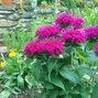 5212792_monarda_balmy_purple_02