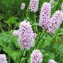 3252076_persicaria_b