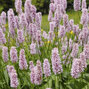 3252076_persicaria_b_2
