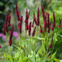 7242330_persicaria_blackfield_02