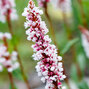 6250557_persicaria_darjeeling_red_01