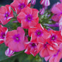 6230549_phlox_coral_flame_01