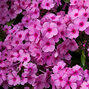6223570_phlox_famous_pink_01