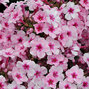 6212947_phlox_p_3