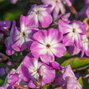 7222675_phlox_p_7