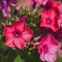 9250626_phlox_p