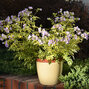 5212494_polemonium_lambrook_gold_01