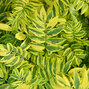 5212494_polemonium_lambrook_gold_03