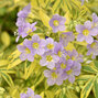 5212494_polemonium_lambrook_gold_04