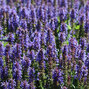 08201478_salvia_blauhugel_01