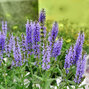 08201478_salvia_blauhugel_02