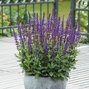 4254624_salvia_caradonna_compact_01