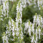 6251024_salvia_schneehugel_01
