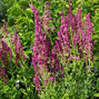 6250567_salvia_schwellenburg_03