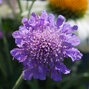 6251852_scabiosa_butterfly_blue_02