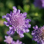 6251852_scabiosa_butterfly_blue_03