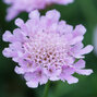 7213001_scabiosa_flutter_rose_pink_01
