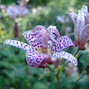 3254110_tricyrtis_hirta_01