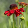 5250868_helenium_moerheim_beauty_k9_03