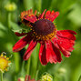 5250868_helenium_moerheim_beauty_k9_04