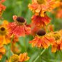 5250868_helenium_moerheim_beauty_k9_07