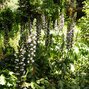 6253517_acanthus_mollis_01