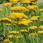 9243714_achillea_coronation_gold_02