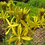 1703_asphodeline_lutea_01