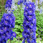 4212889_delphinium_x_cultorum_blue_bird_01