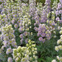 6223539_delphinium_highlander_crystal_delight_01