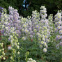 6223539_delphinium_highlander_crystal_delight_03