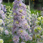 6223539_delphinium_highlander_crystal_delight_04