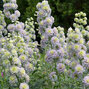6223539_delphinium_highlander_crystal_delight_05