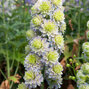6223539_delphinium_highlander_crystal_delight_06