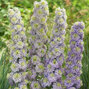 6223539_delphinium_highlander_crystal_delight_08