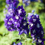 4212364_delphinium_x_cultorum_dark_blue_white_bee_01