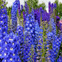 4212841_delphinium_x_cultorum_royal_aspirations_01