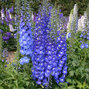 4212841_delphinium_x_cultorum_royal_aspirations_02