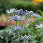 7233958_eryngium_violetta_01