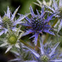 7233958_eryngium_violetta_02
