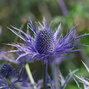 7233958_eryngium_violetta_04