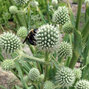 4254220_eryngium_yuccifolium_02