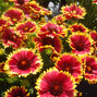 7242935_gaillardia_sunset_snappy_01