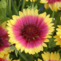 7242935_gaillardia_sunset_snappy_02