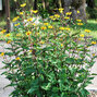 3232994_heliopsis_summer_night_01