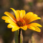 3252200_heliopsis_summer_pink_03