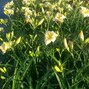 3222721_hemerocallis_arctic_snow_01_2