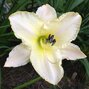 3222721_hemerocallis_arctic_snow_02_2